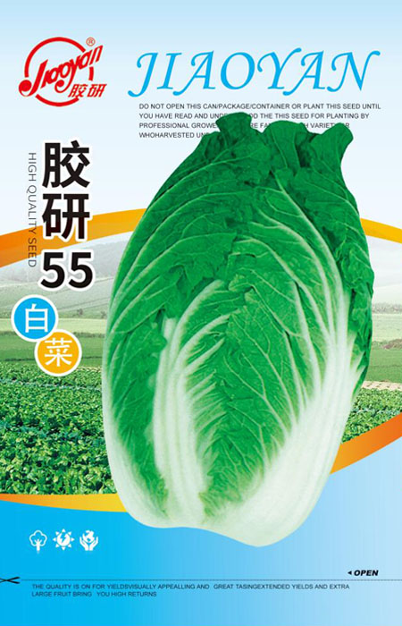 胶研55——秋播白菜